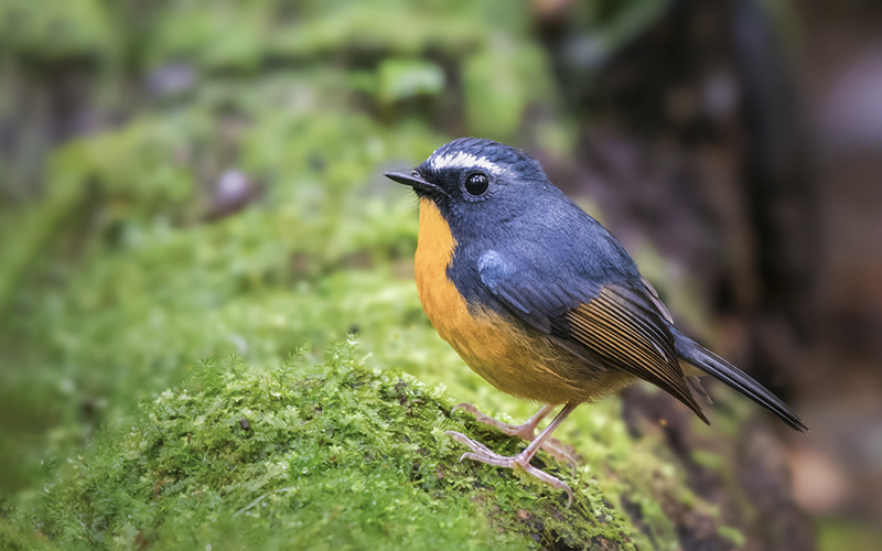 Snowy-browed Flycatcher (Ficedula hyperythra) at Da Lat Bird Hides - Southern Vietnam. Photo by: Phuc Le - Vietnam Bird Photography Tours - Vietbirdphototours.com